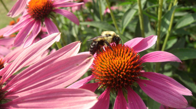 Bumblebee on a pink echinacea flower