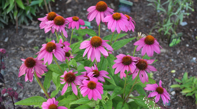 echinacea plant