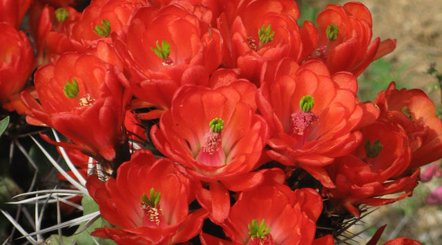 Claret Cup Cactus blooms