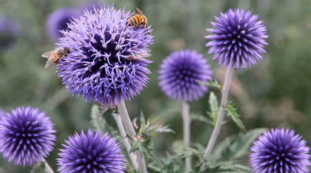 Bees on Echinops flowers
