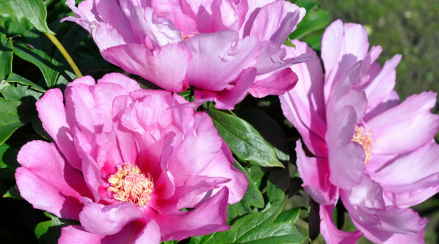 Itoh Peonies
