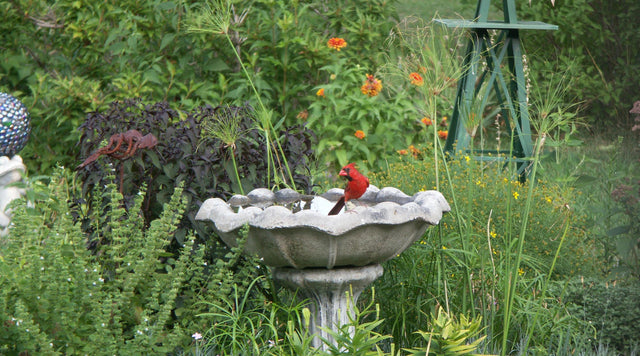 A red cardinal sits in a bird bath in a perennial garden
