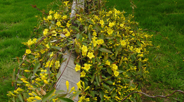 Gelsemium sempervirens 'Margarita'