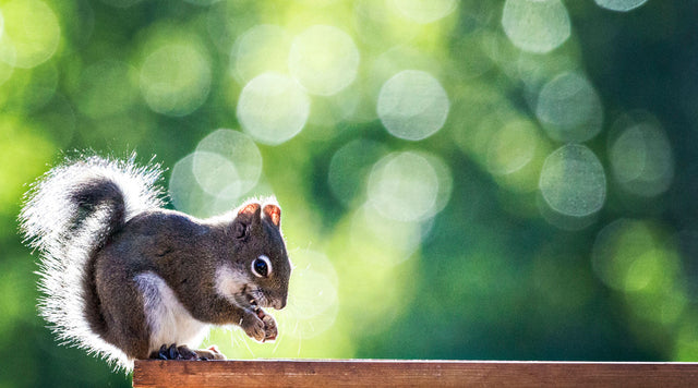 Squirrel on wooden railing