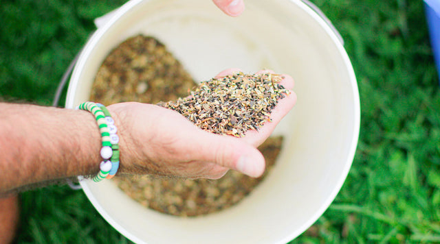Hand full of wildflower seeds
