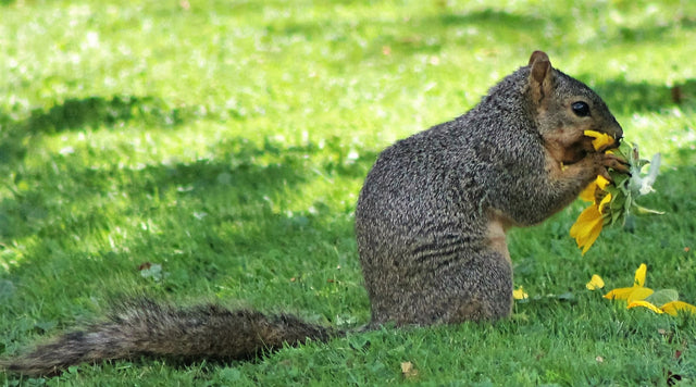 Squirrel eating a flower