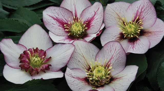 Lenten rose blooms