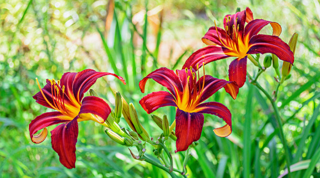Daylilies