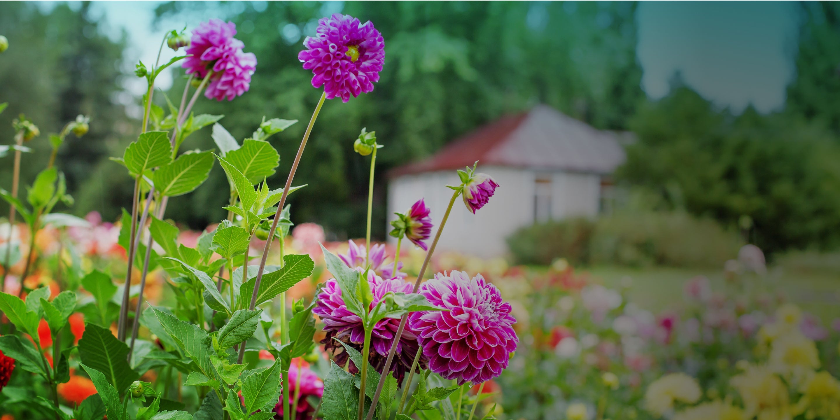 American Meadows Announces New Vision-Driven Brand Mission