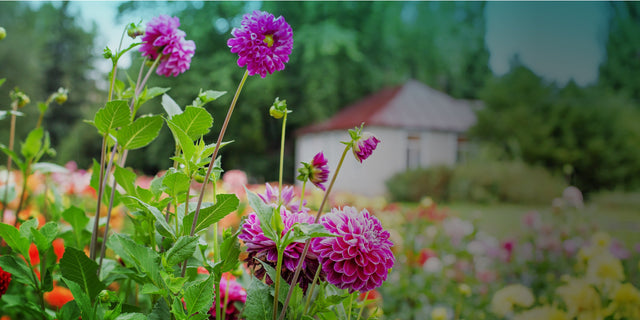 American Meadows Announces New Vision-Driven Brand Mission