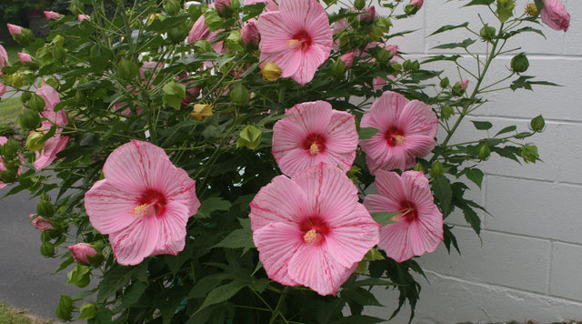Pink Hibiscus in Bloom