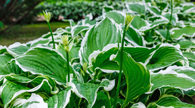 hosta plant