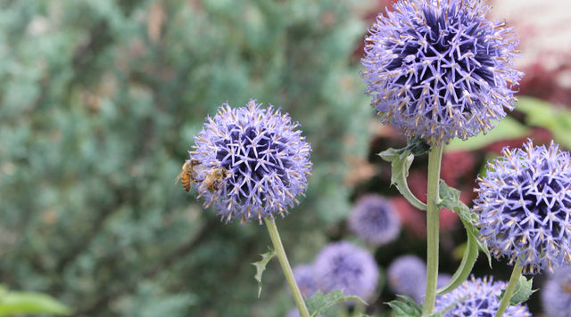 All About Echinops 