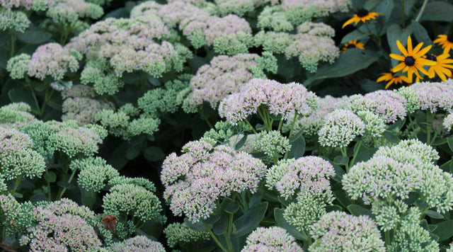 All About Sedum