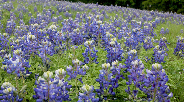 A field of Texas Bluebonnets.