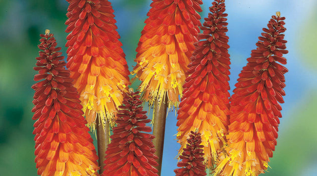 Closeup of Red Hot Poker