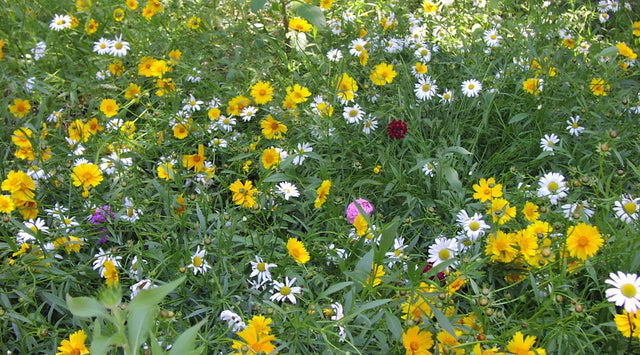Wildflowers over Septic