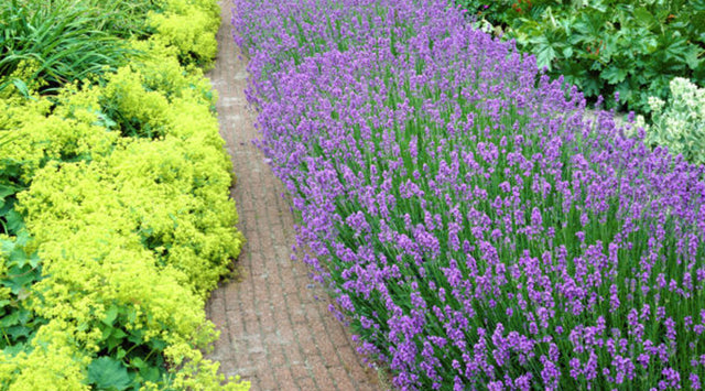 lavender growing in garden walkway
