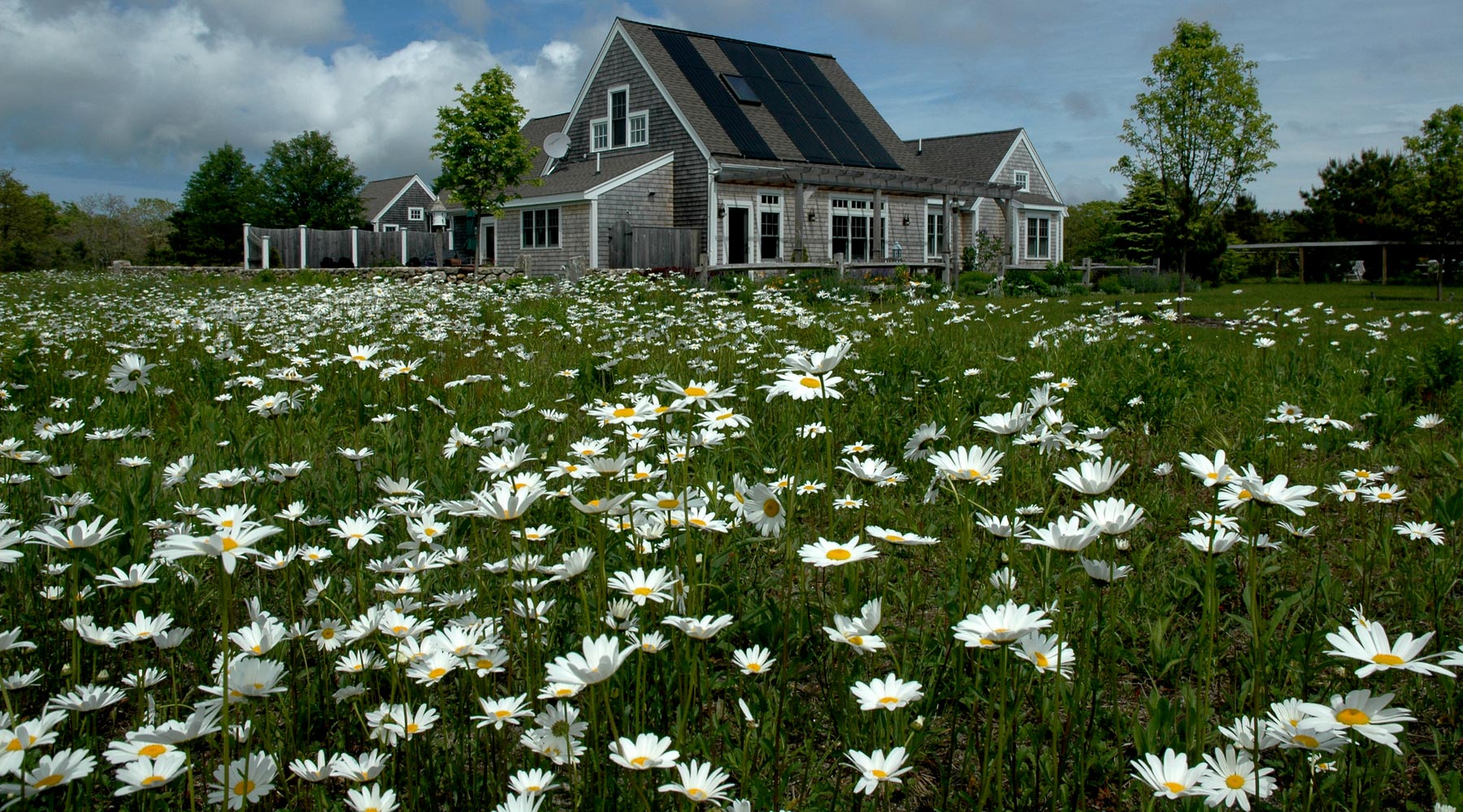 Wildflowers for a Dream Home on Martha's Vineyard