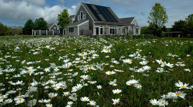 Field of daisies in front of house on Martha's Vineyard