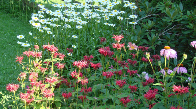 Daisy, rudbeckia, bee balm in garden