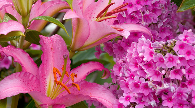 pink phlox with pink lilies