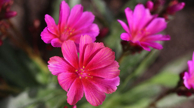Lewisia longipetala 'Little Raspberry' (Bitterroot)