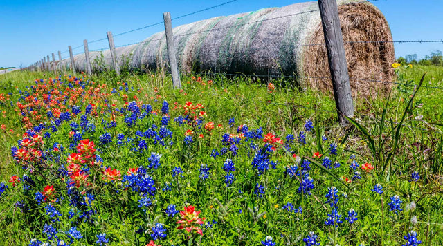 field of texas bluebonnets