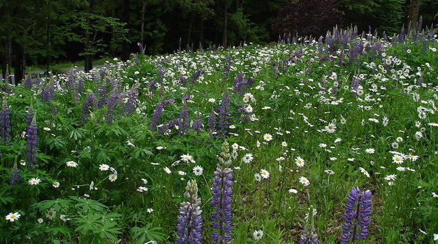 Lupine and daisy in wildflower meadow