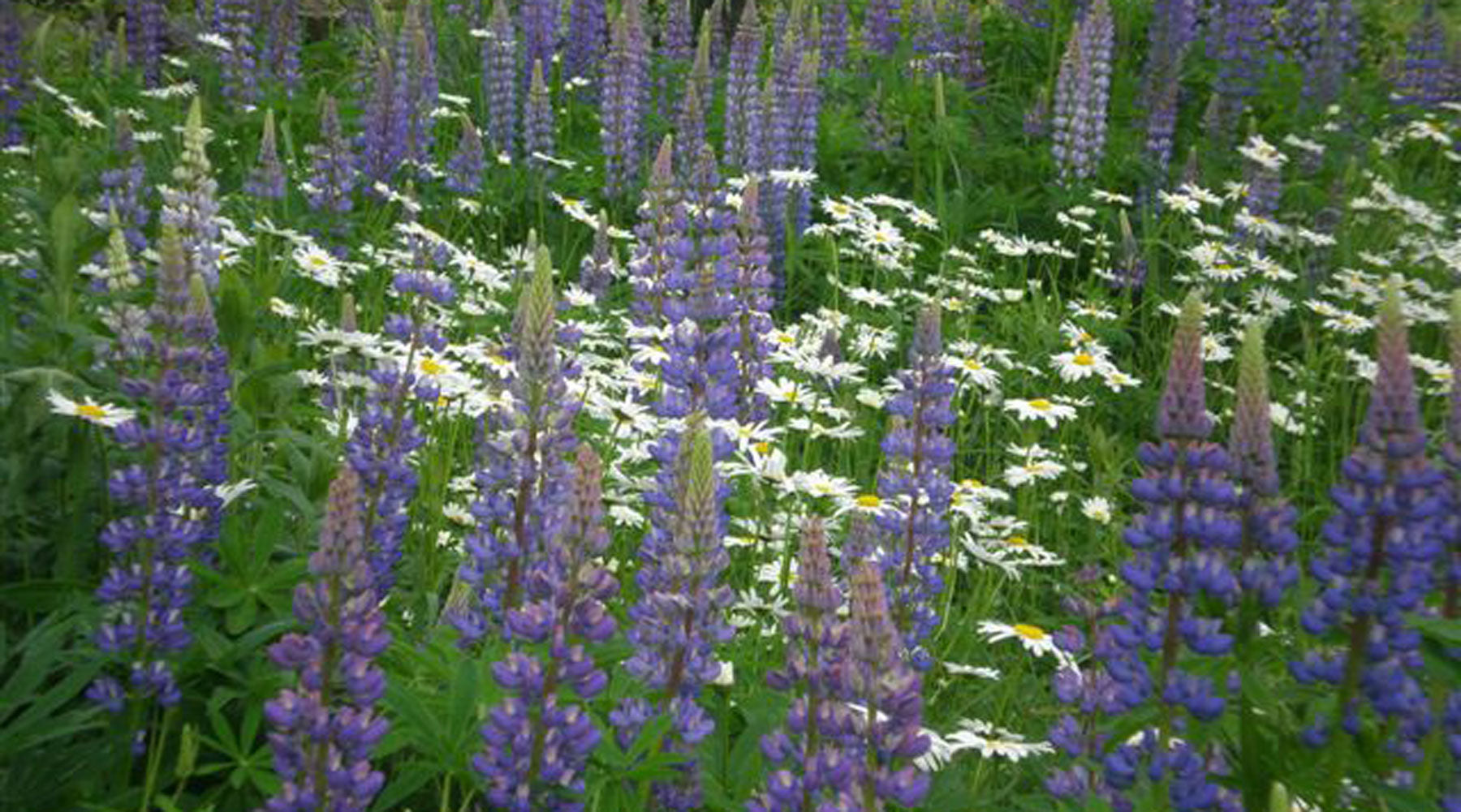Lupine_Lupinus_Leucanthemum_Da