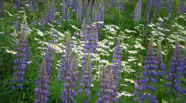 lupine plants in meadow