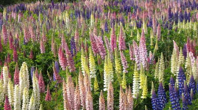 Field of mixed lupine