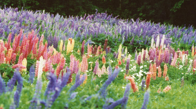 Field of colorful lupines