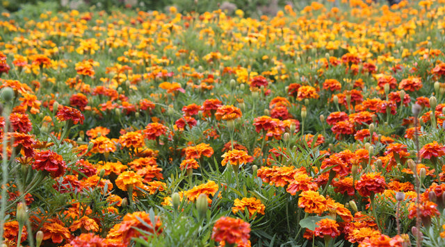 Field of marigolds