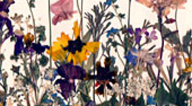 pressed wildflowers