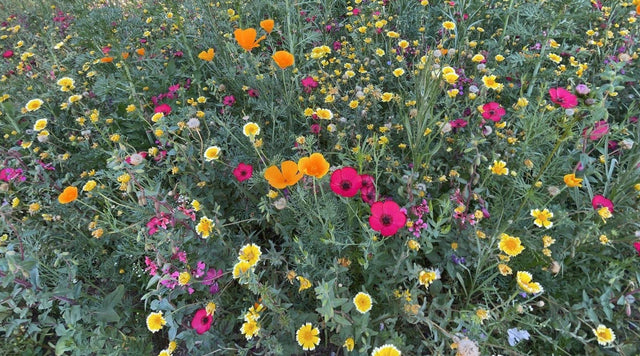 spring into summer and west wildflower mix in garden