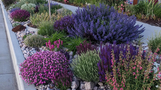 Blooms on a park strip