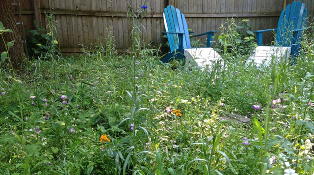 Partial Shade Wildflower Seed Mix in a customer's backyard.