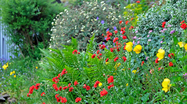 May garden in bloom 