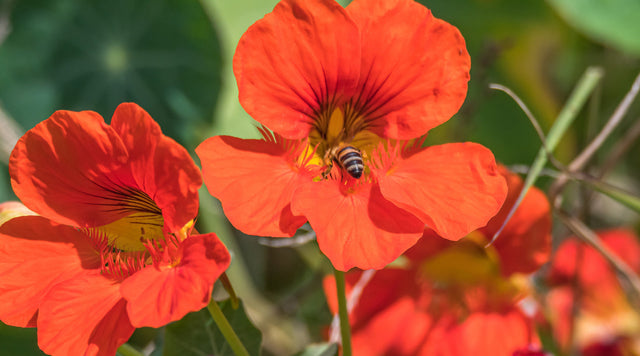Bee pollinating orange-red nasturtium flowers