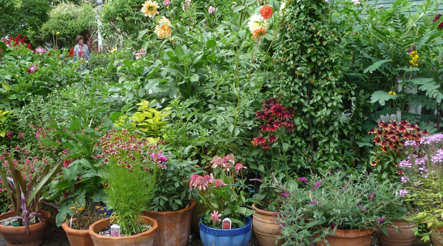 Flowers in containers
