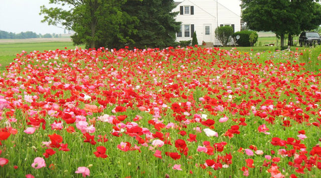 Meadow of poppies