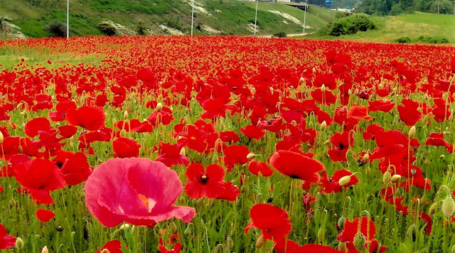 Red Poppy Field in Virginia