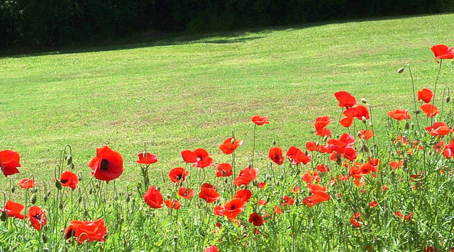 Poppies in field