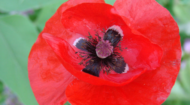 red poppy in bloom