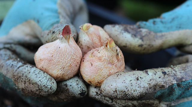 gladiolus corms close up