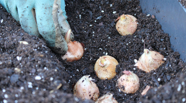 planting gladiolus bulbs in container