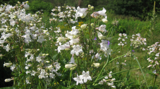 Penstemon digitalis