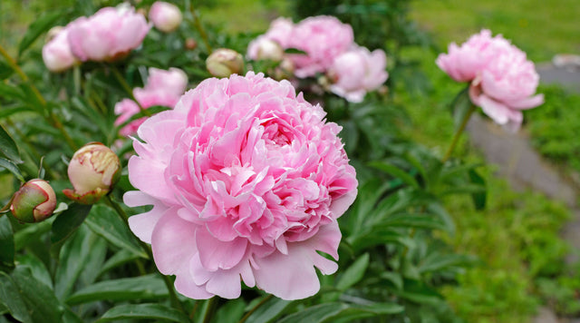 how to choose the best peonies