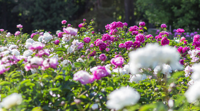 Red white and pink peonies